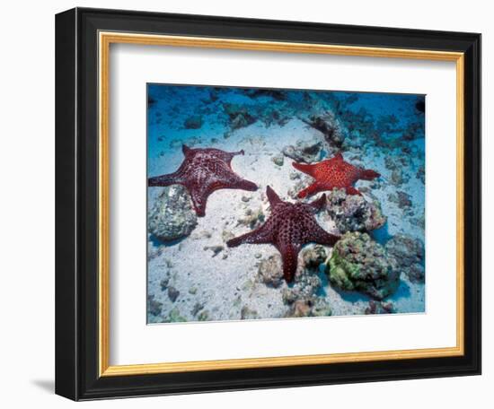 Sea Stars, Hood Island, Galapagos Islands, Ecuador-Jack Stein Grove-Framed Photographic Print