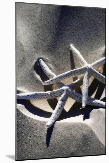 Sea Stars II-Alan Hausenflock-Mounted Photographic Print