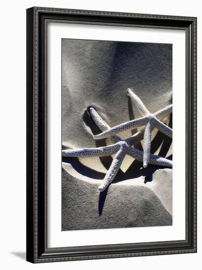 Sea Stars II-Alan Hausenflock-Framed Photographic Print