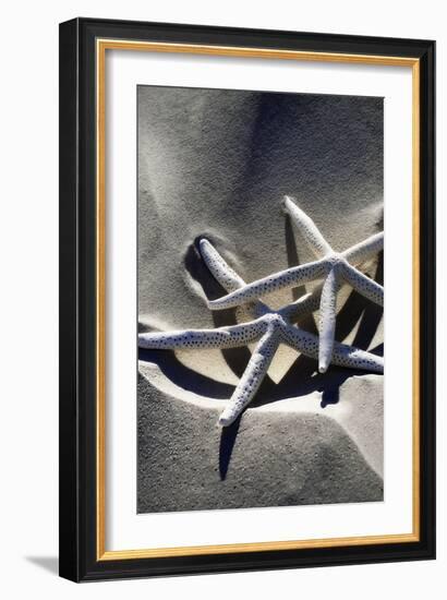 Sea Stars II-Alan Hausenflock-Framed Photographic Print