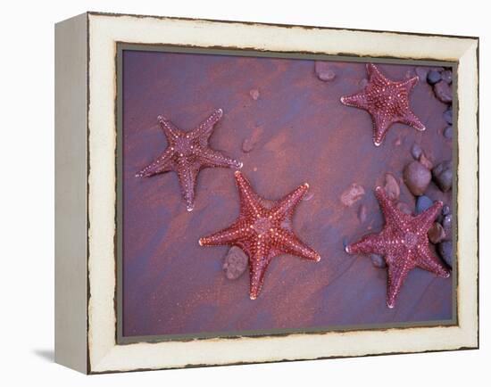 Sea Stars on Red Sandy Beach, Rabida Island, Galapagos Islands, Ecuador-Jack Stein Grove-Framed Premier Image Canvas