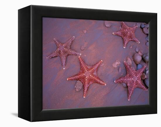 Sea Stars on Red Sandy Beach, Rabida Island, Galapagos Islands, Ecuador-Jack Stein Grove-Framed Premier Image Canvas