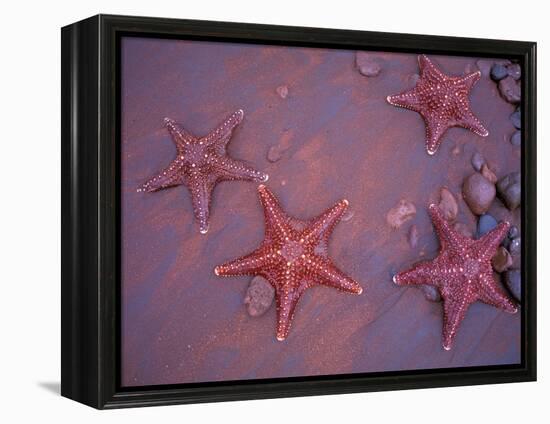 Sea Stars on Red Sandy Beach, Rabida Island, Galapagos Islands, Ecuador-Jack Stein Grove-Framed Premier Image Canvas