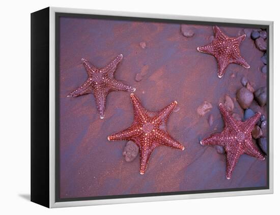 Sea Stars on Red Sandy Beach, Rabida Island, Galapagos Islands, Ecuador-Jack Stein Grove-Framed Premier Image Canvas