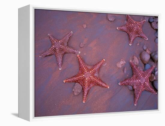 Sea Stars on Red Sandy Beach, Rabida Island, Galapagos Islands, Ecuador-Jack Stein Grove-Framed Premier Image Canvas