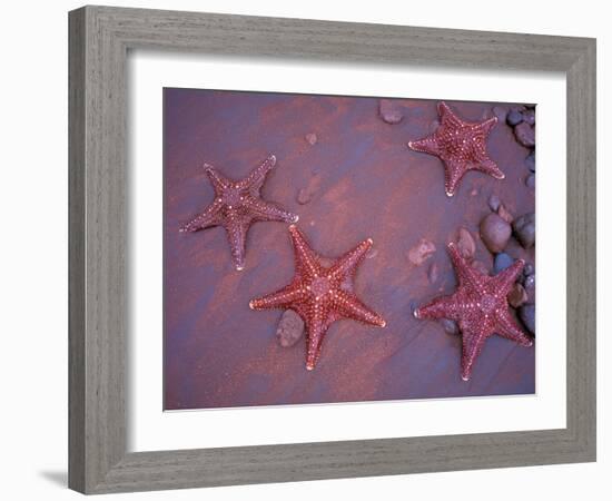 Sea Stars on Red Sandy Beach, Rabida Island, Galapagos Islands, Ecuador-Jack Stein Grove-Framed Photographic Print