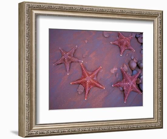 Sea Stars on Red Sandy Beach, Rabida Island, Galapagos Islands, Ecuador-Jack Stein Grove-Framed Photographic Print