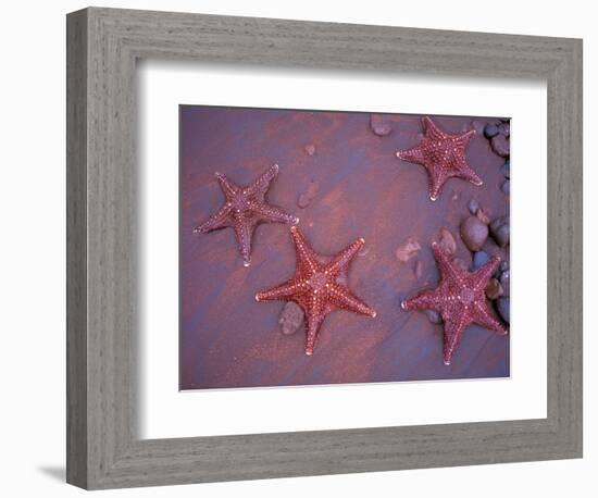 Sea Stars on Red Sandy Beach, Rabida Island, Galapagos Islands, Ecuador-Jack Stein Grove-Framed Photographic Print