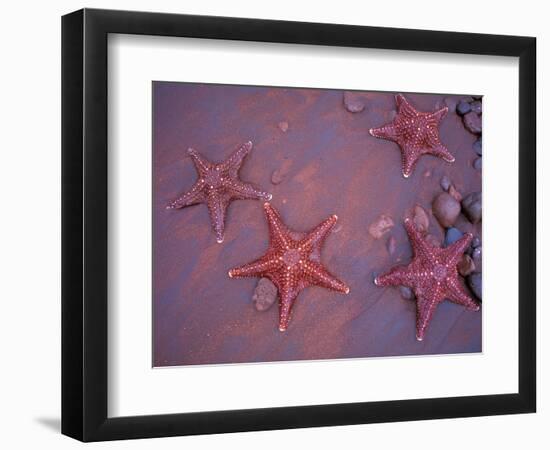 Sea Stars on Red Sandy Beach, Rabida Island, Galapagos Islands, Ecuador-Jack Stein Grove-Framed Photographic Print