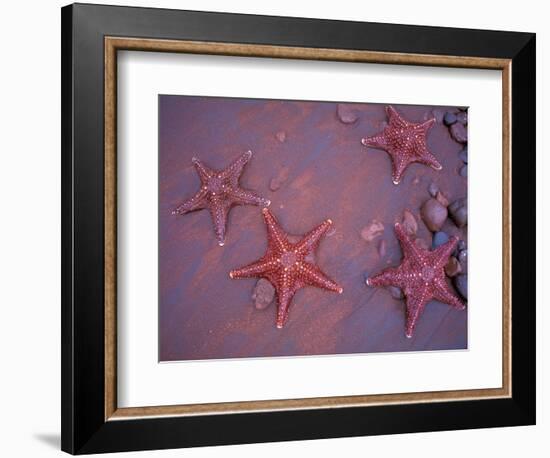Sea Stars on Red Sandy Beach, Rabida Island, Galapagos Islands, Ecuador-Jack Stein Grove-Framed Photographic Print