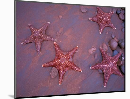 Sea Stars on Red Sandy Beach, Rabida Island, Galapagos Islands, Ecuador-Jack Stein Grove-Mounted Photographic Print