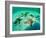 Sea Stars (Protoreaster Nodosus)-Andrea Ferrari-Framed Photographic Print