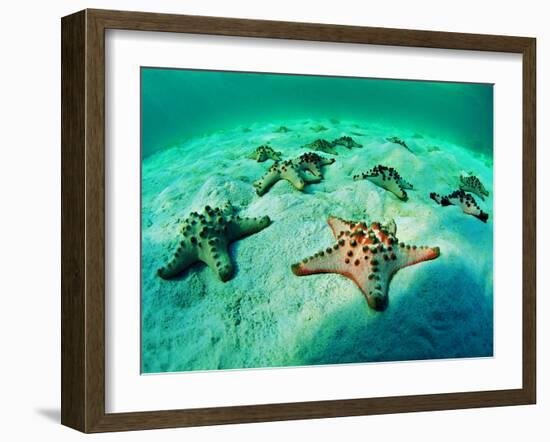 Sea Stars (Protoreaster Nodosus)-Andrea Ferrari-Framed Photographic Print