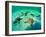 Sea Stars (Protoreaster Nodosus)-Andrea Ferrari-Framed Photographic Print