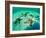 Sea Stars (Protoreaster Nodosus)-Andrea Ferrari-Framed Photographic Print