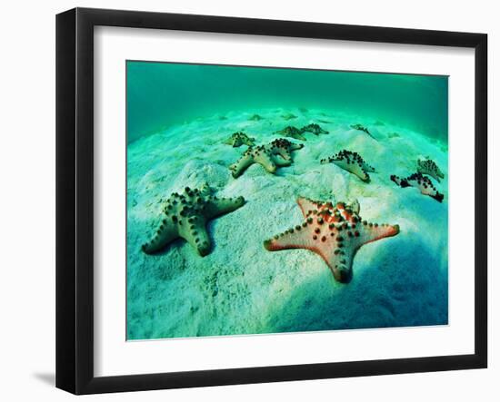 Sea Stars (Protoreaster Nodosus)-Andrea Ferrari-Framed Photographic Print