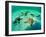 Sea Stars (Protoreaster Nodosus)-Andrea Ferrari-Framed Photographic Print