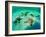 Sea Stars (Protoreaster Nodosus)-Andrea Ferrari-Framed Photographic Print