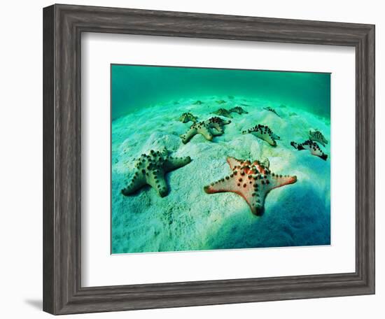 Sea Stars (Protoreaster Nodosus)-Andrea Ferrari-Framed Photographic Print