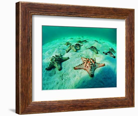 Sea Stars (Protoreaster Nodosus)-Andrea Ferrari-Framed Photographic Print