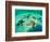 Sea Stars (Protoreaster Nodosus)-Andrea Ferrari-Framed Photographic Print