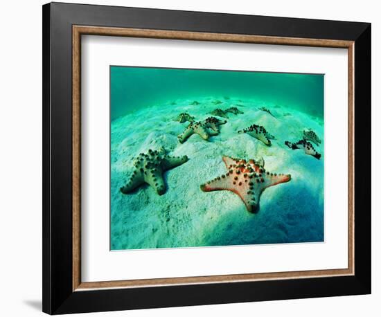 Sea Stars (Protoreaster Nodosus)-Andrea Ferrari-Framed Photographic Print