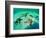 Sea Stars (Protoreaster Nodosus)-Andrea Ferrari-Framed Photographic Print