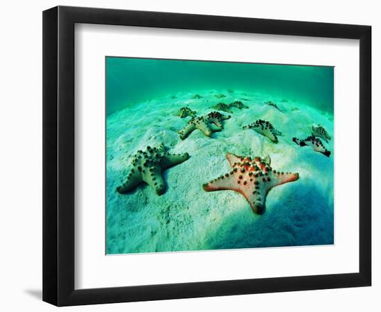 Sea Stars (Protoreaster Nodosus)-Andrea Ferrari-Framed Photographic Print