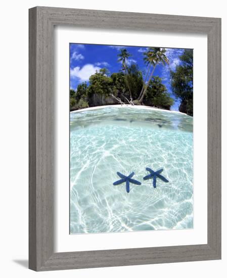 Sea Stars, Rock Islands, Palau-Michael DeFreitas-Framed Photographic Print