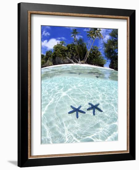 Sea Stars, Rock Islands, Palau-Michael DeFreitas-Framed Photographic Print