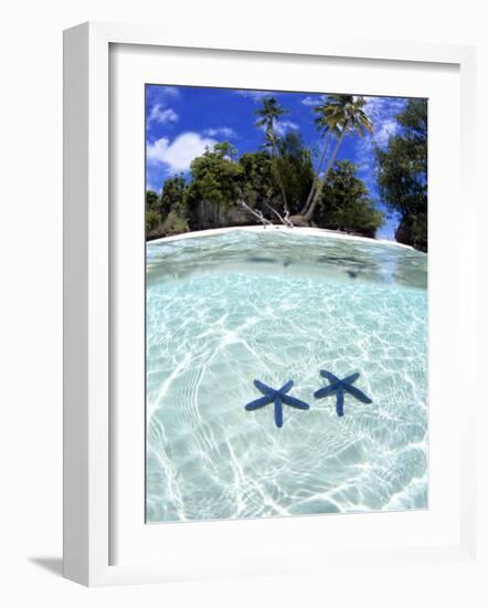 Sea Stars, Rock Islands, Palau-Michael DeFreitas-Framed Photographic Print