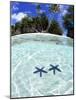 Sea Stars, Rock Islands, Palau-Michael DeFreitas-Mounted Photographic Print