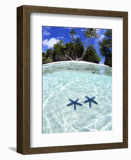 Sea Stars, Rock Islands, Palau-Michael DeFreitas-Framed Photographic Print