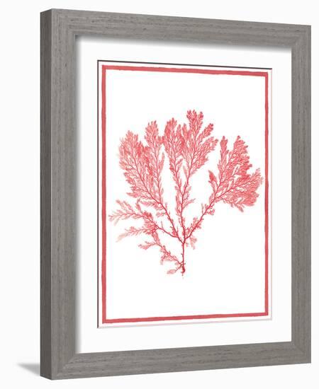 Sea Things I-Sarah Chilton-Framed Art Print