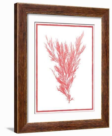 Sea Things II-Sarah Chilton-Framed Art Print