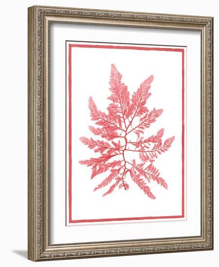 Sea Things III-Sarah Chilton-Framed Art Print