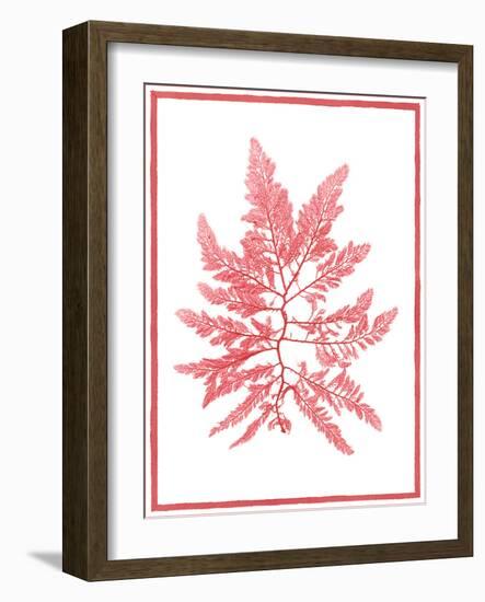 Sea Things III-Sarah Chilton-Framed Art Print