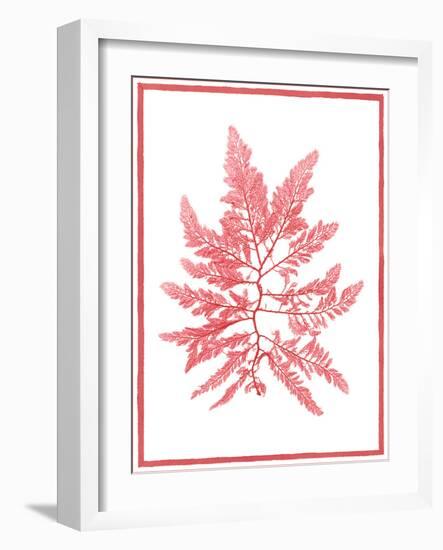 Sea Things III-Sarah Chilton-Framed Art Print