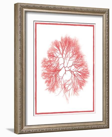 Sea Things IV-Sarah Chilton-Framed Art Print