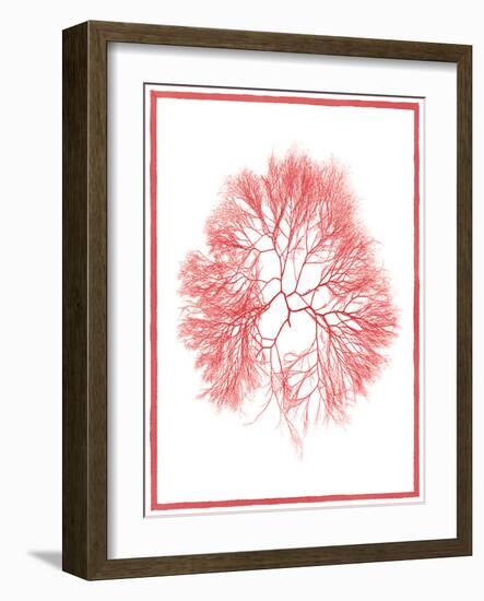 Sea Things IV-Sarah Chilton-Framed Art Print