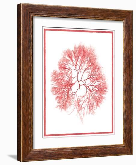 Sea Things IV-Sarah Chilton-Framed Art Print