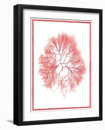 Sea Things IV-Sarah Chilton-Framed Art Print