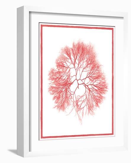 Sea Things IV-Sarah Chilton-Framed Art Print