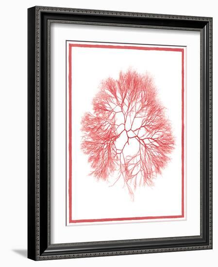 Sea Things IV-Sarah Chilton-Framed Art Print