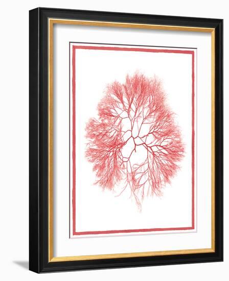 Sea Things IV-Sarah Chilton-Framed Art Print