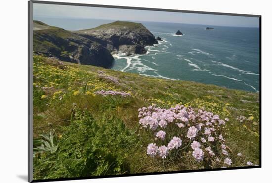 Sea thrift and Kidney vetch flowering on clifftop, Trevose Head, Cornwall, UK, May.-Nick Upton-Mounted Photographic Print
