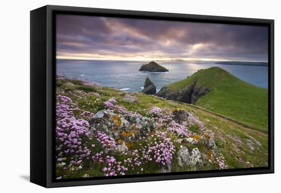 Sea Thrift (Armeria Maritima) growing on the Cornish clifftops at The Rumps, looking towards The Mo-Adam Burton-Framed Premier Image Canvas