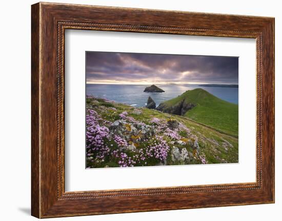Sea Thrift (Armeria Maritima) growing on the Cornish clifftops at The Rumps, looking towards The Mo-Adam Burton-Framed Photographic Print