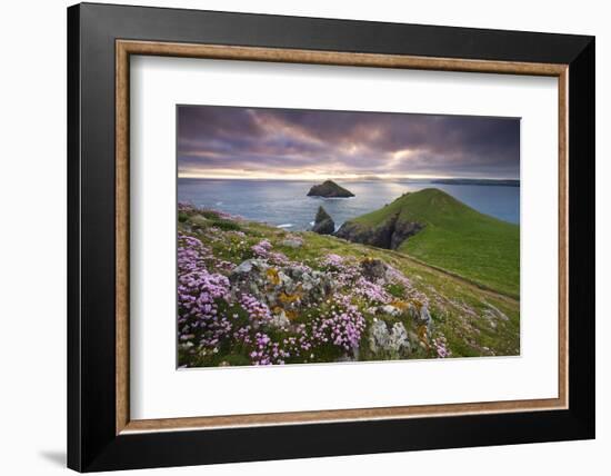 Sea Thrift (Armeria Maritima) growing on the Cornish clifftops at The Rumps, looking towards The Mo-Adam Burton-Framed Photographic Print