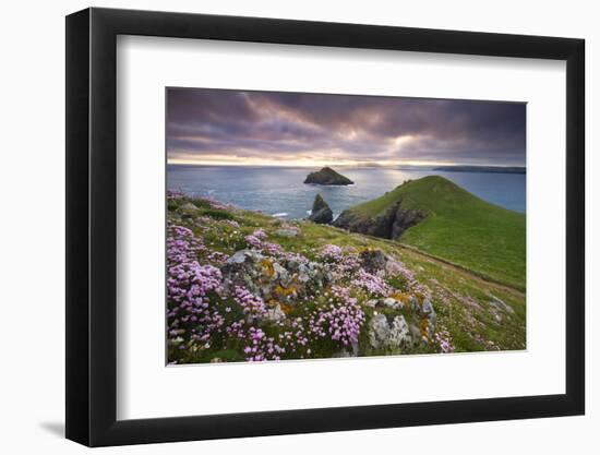 Sea Thrift (Armeria Maritima) growing on the Cornish clifftops at The Rumps, looking towards The Mo-Adam Burton-Framed Photographic Print